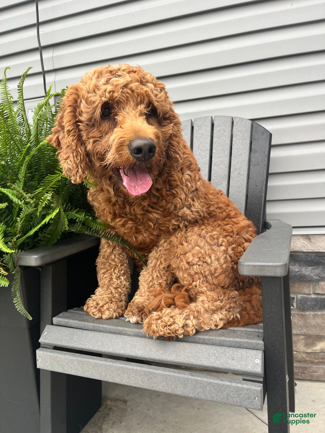 Goldendoodle dogs for sale: Pluto - Ad 6
