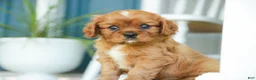 Cavalier King Charles Spaniel dogs for sale: Grady Cavalier King Charles Spaniel  - Ad 6