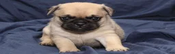 Puggle dogs for sale: Theo - Ad 3