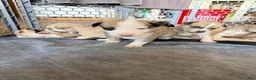 Mixed Breed dogs for sale: Pitsky male - Ad 8