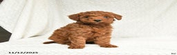 Miniature Poodle dogs for sale: Freeda - Ad 4