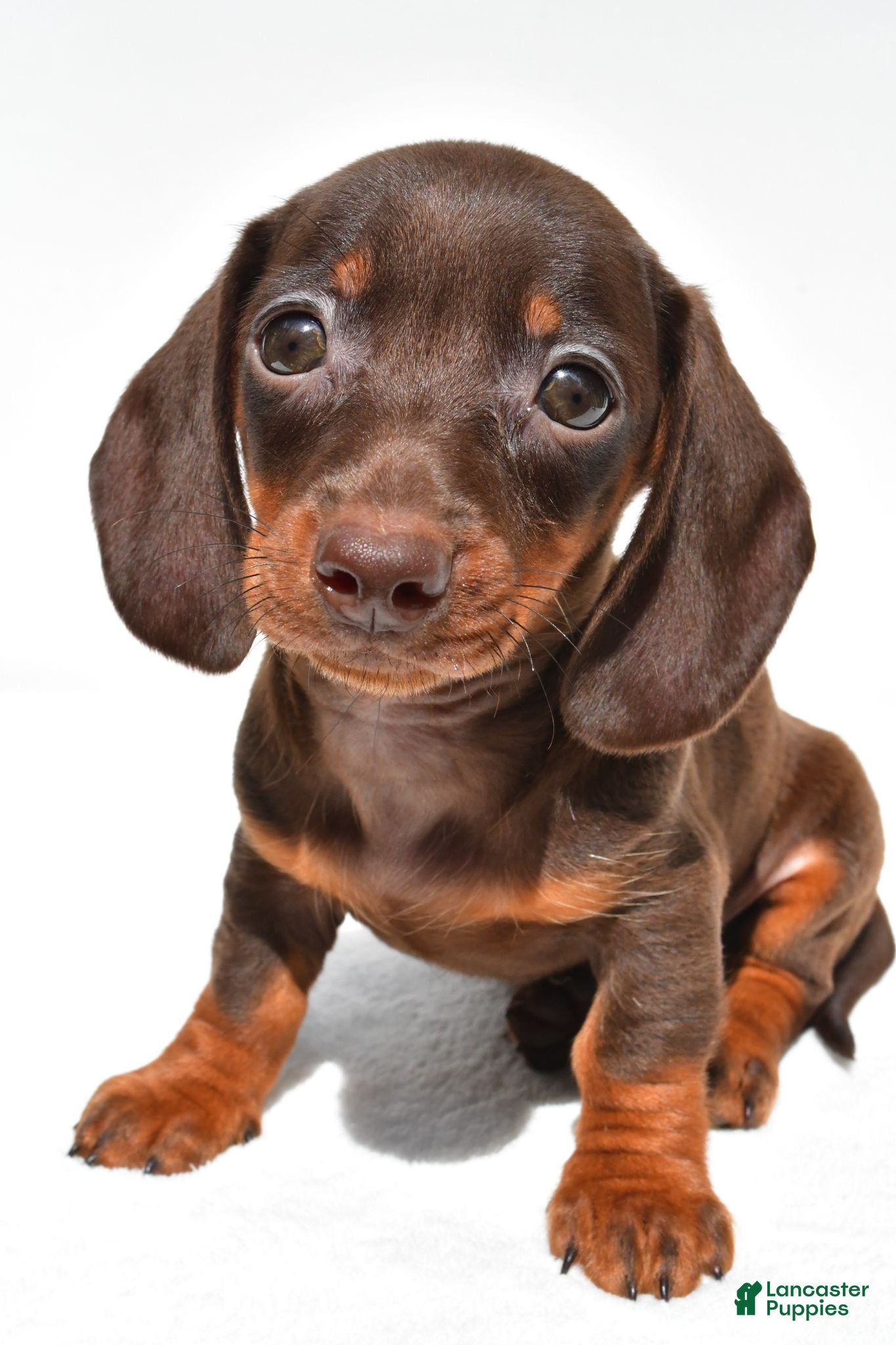 Dachshund dogs Royal - Ad 2