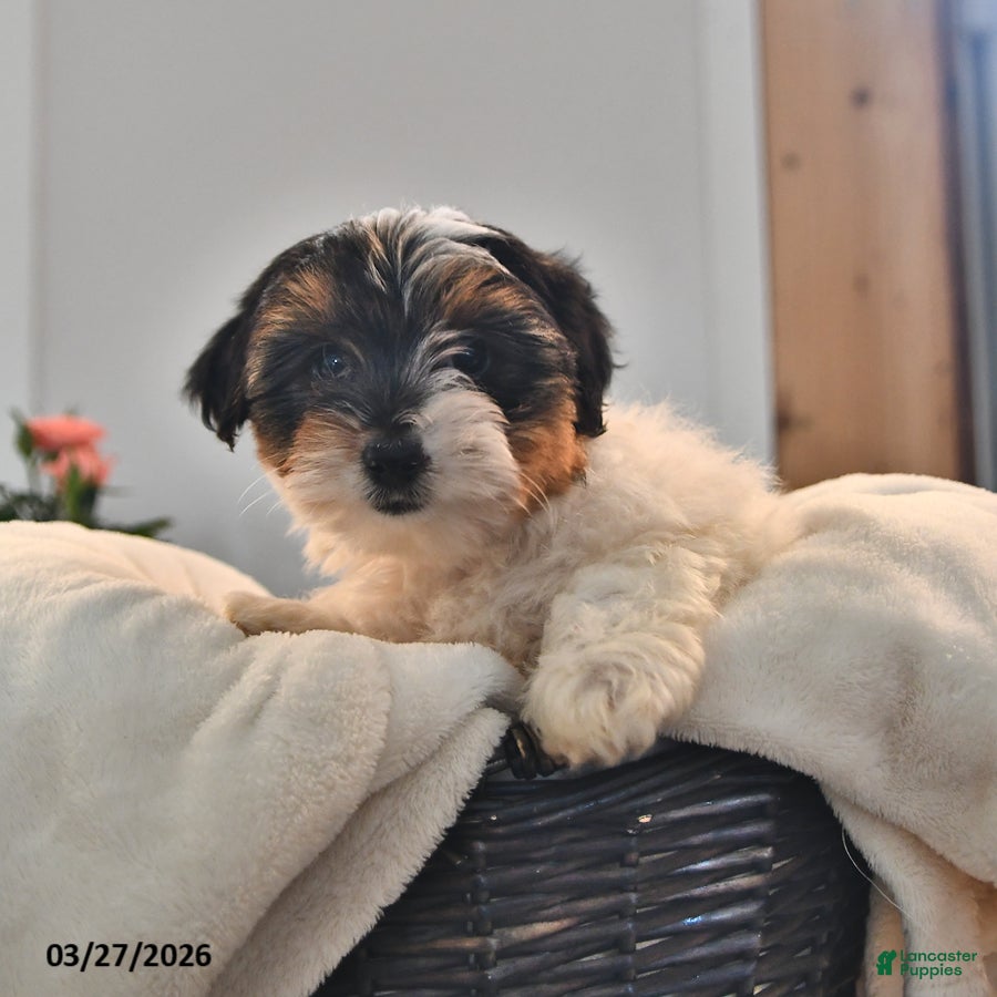 Biewer Terrier dogs Butterfly - Ad 2