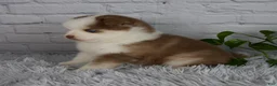 Pomsky dogs for sale: Queen - Ad 4