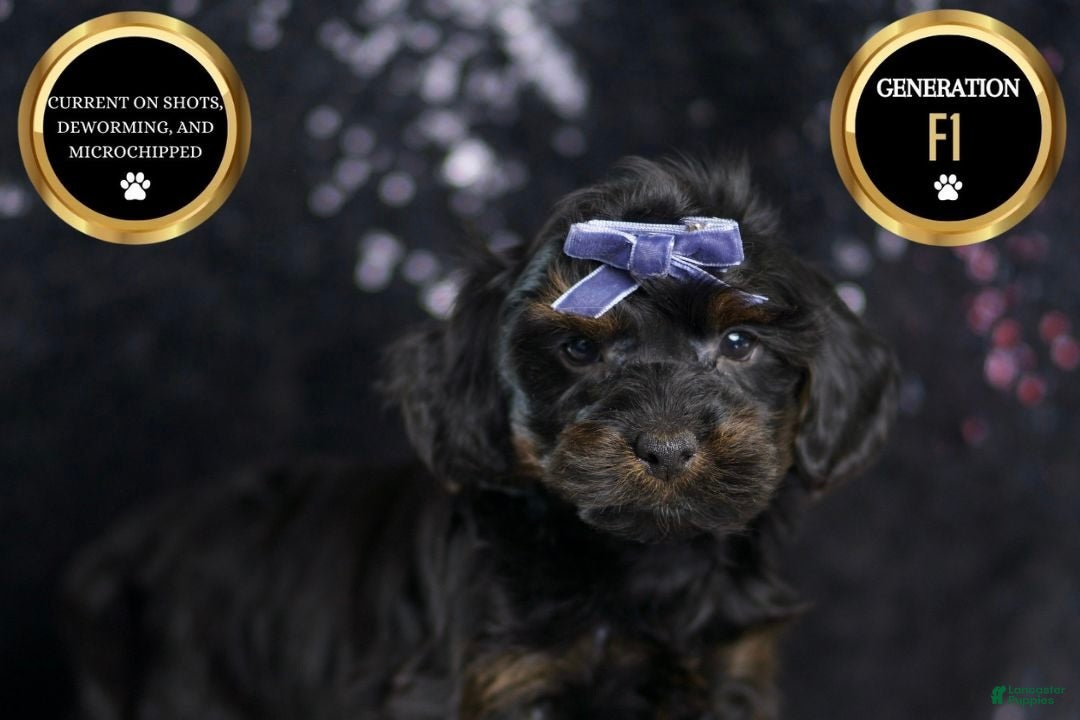 Yorkiepoo dogs for sale: Valentino - Ad 7