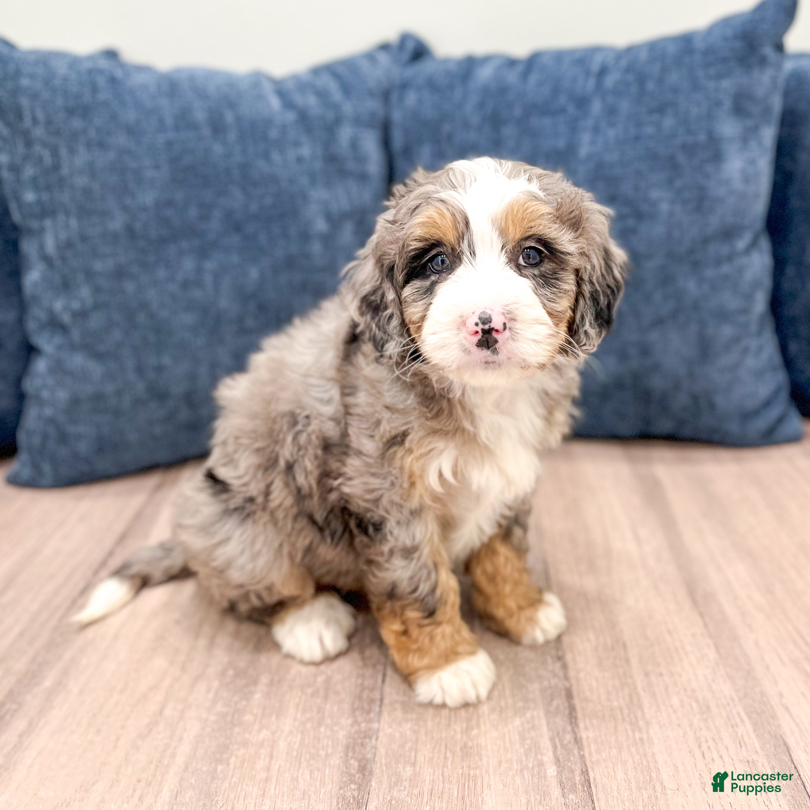 Mini Bernedoodle dogs Lucy - Ad 1