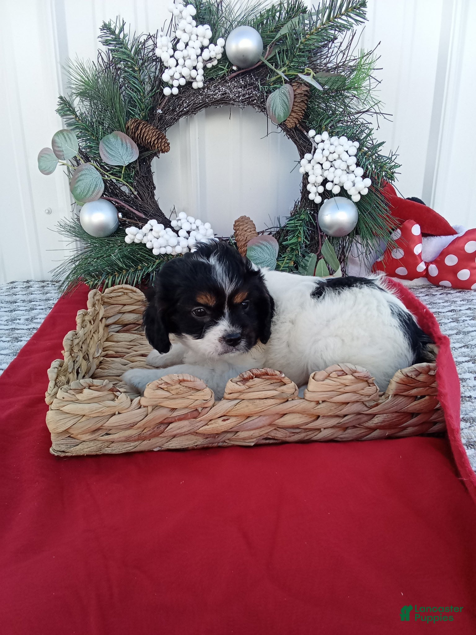 Cavapoo dogs for sale: Cavapoo 1 - Ad 4