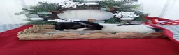 Cavapoo dogs for sale: Cavapoo 1 - Ad 1