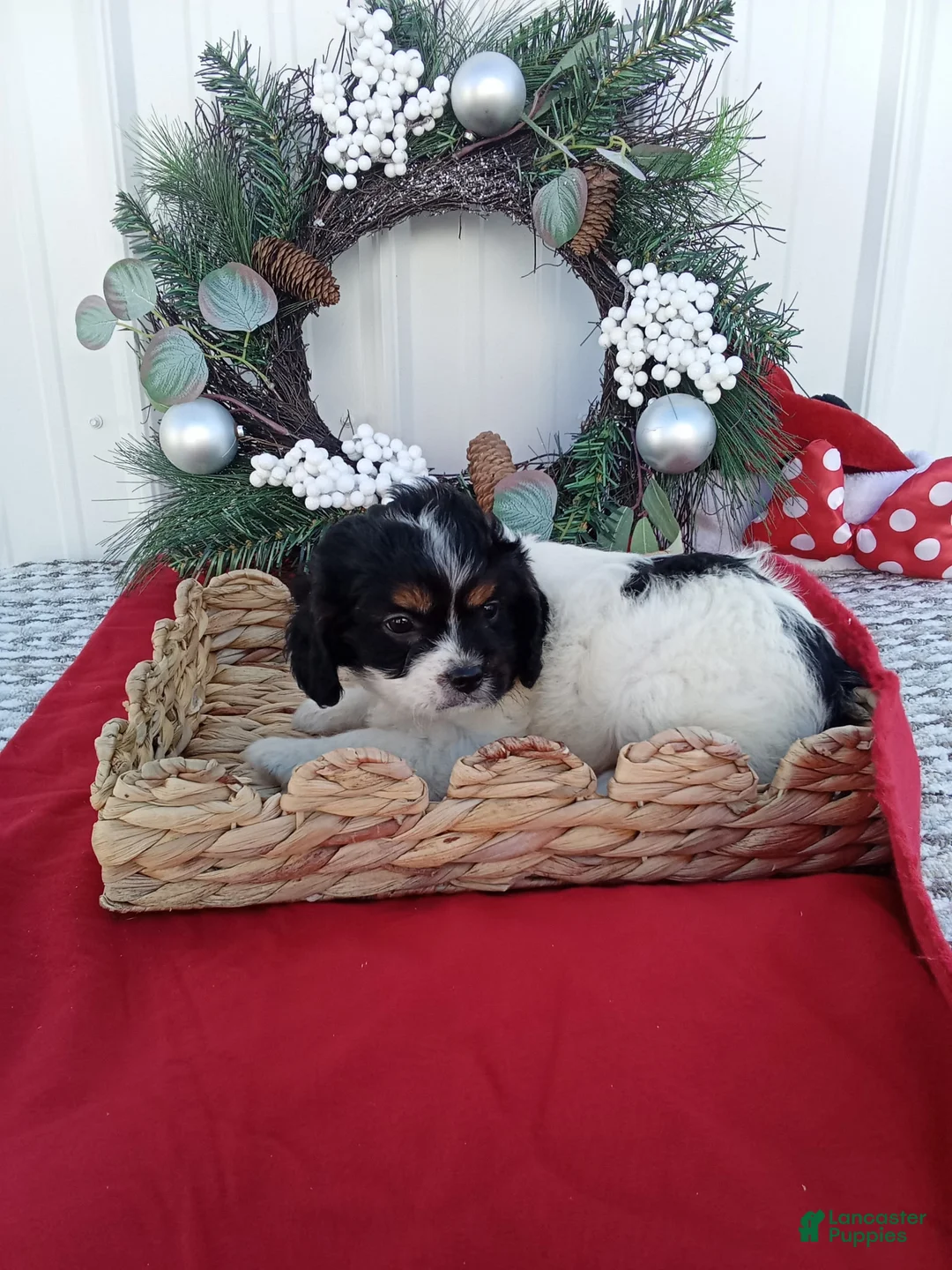 Cavapoo dogs for sale: Cavapoo 1 - Ad 1