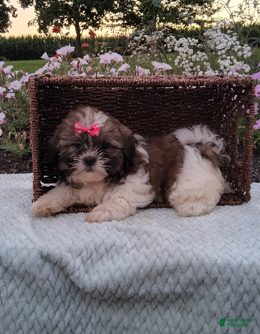 Shih Tzu dogs for sale: Bailey - Ad 2