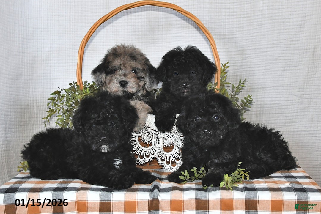Havapoo dogs for sale: Midnight - Ad 3