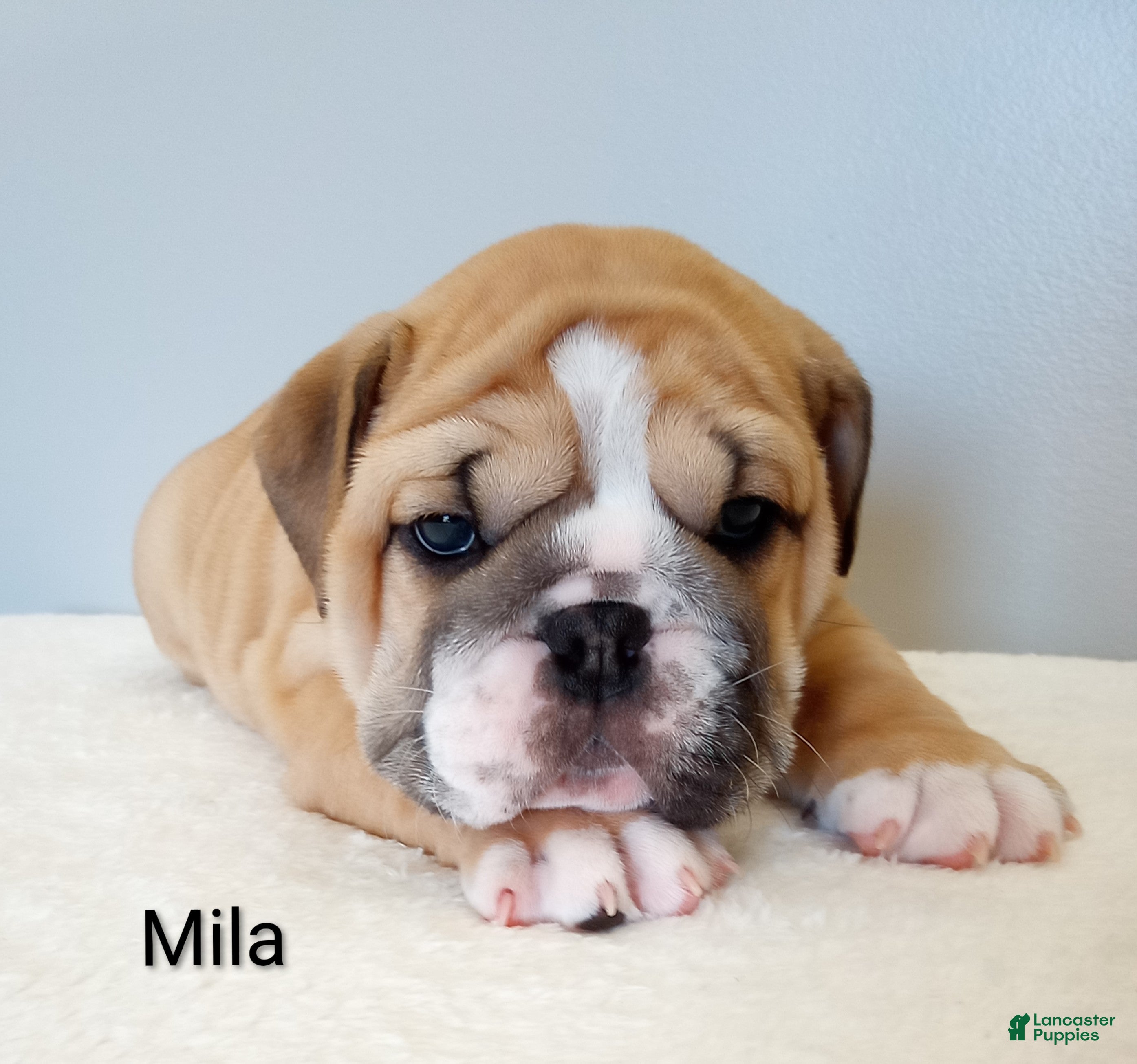 English Bulldog dogs Mila - Ad 1