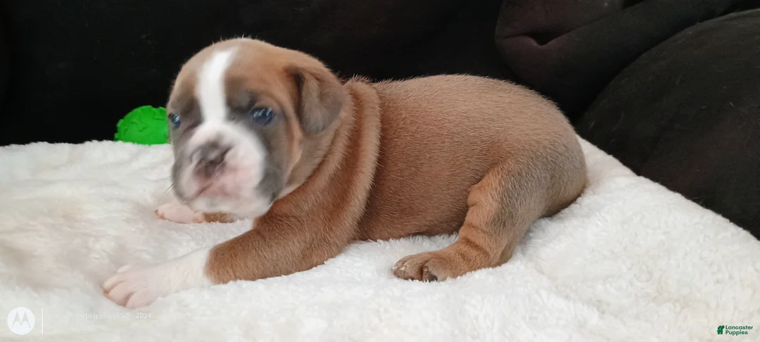 Olde English Bulldogge dogs for sale: Olde English Bulldogge Atlas - Ad 3