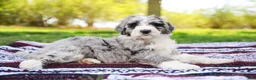 Aussiedoodle dogs for sale: Buster Standard - Ad 4