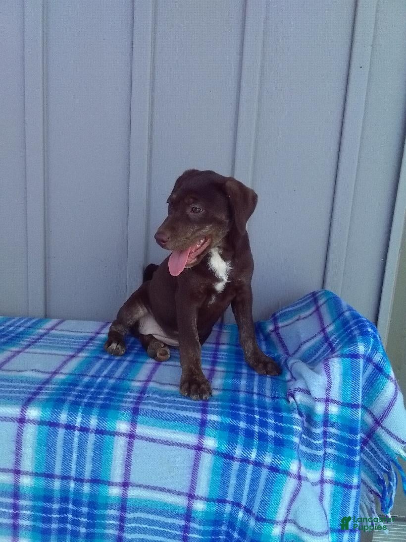 Labrador Retriever dogs Rosie - Ad 2