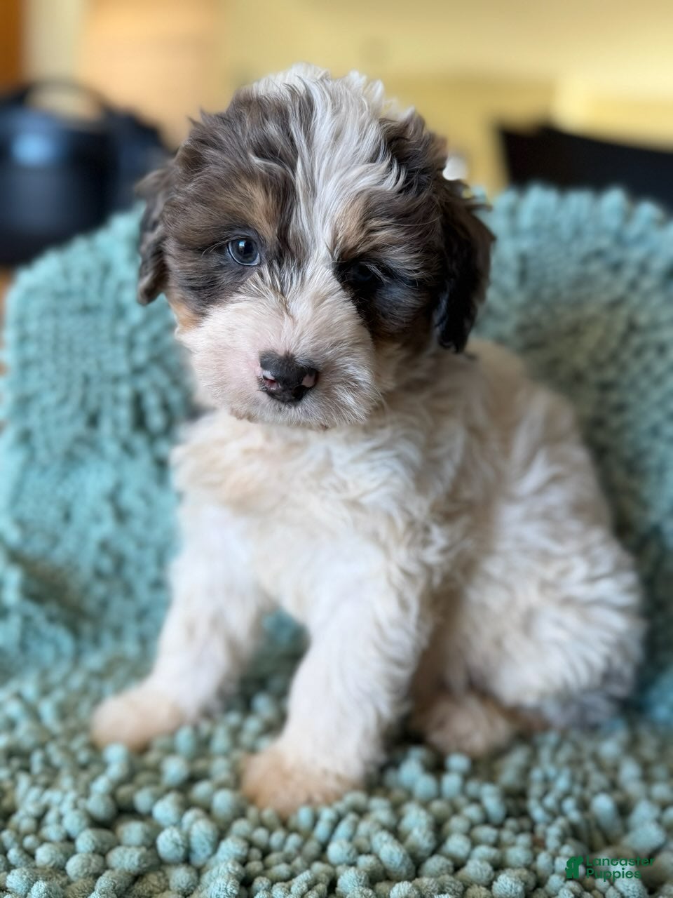 Bernedoodle dogs for sale: Leif - Ad 2