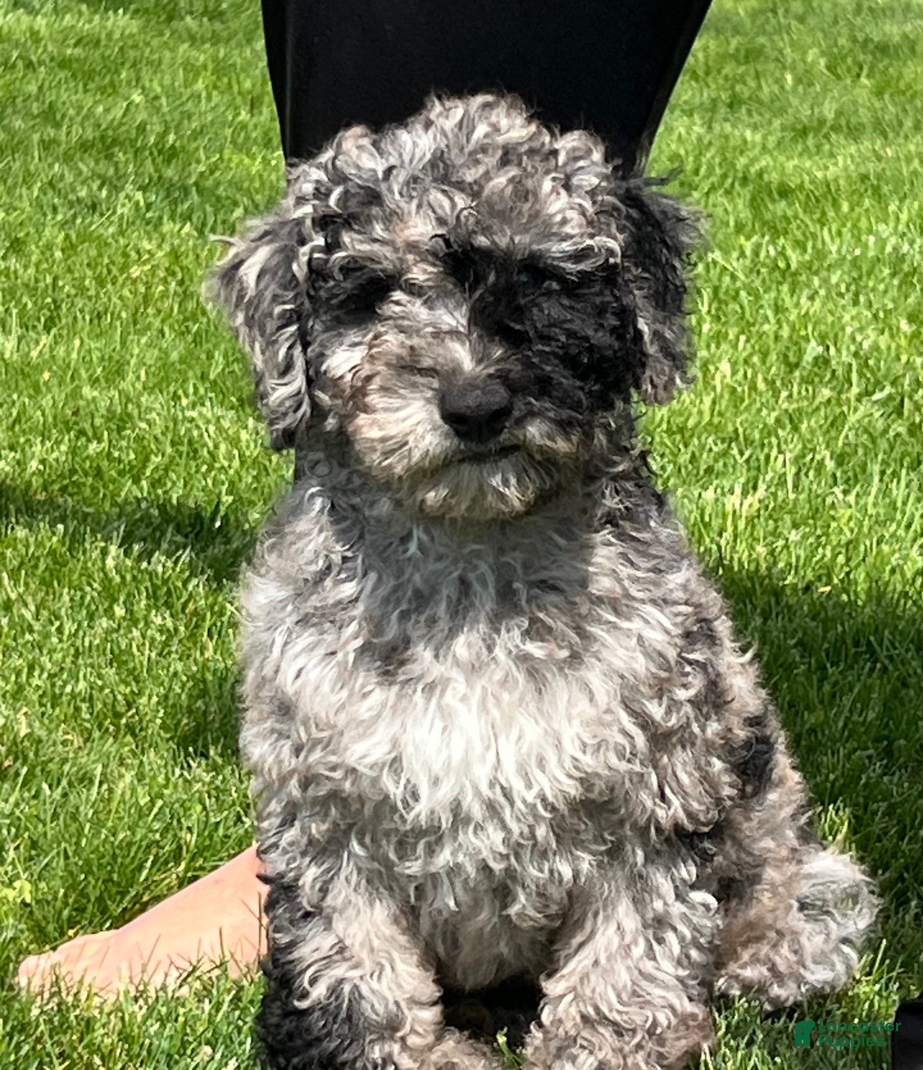 Mini Goldendoodle dogs Patch Mini Goldendoodle Puppy  - Ad 1