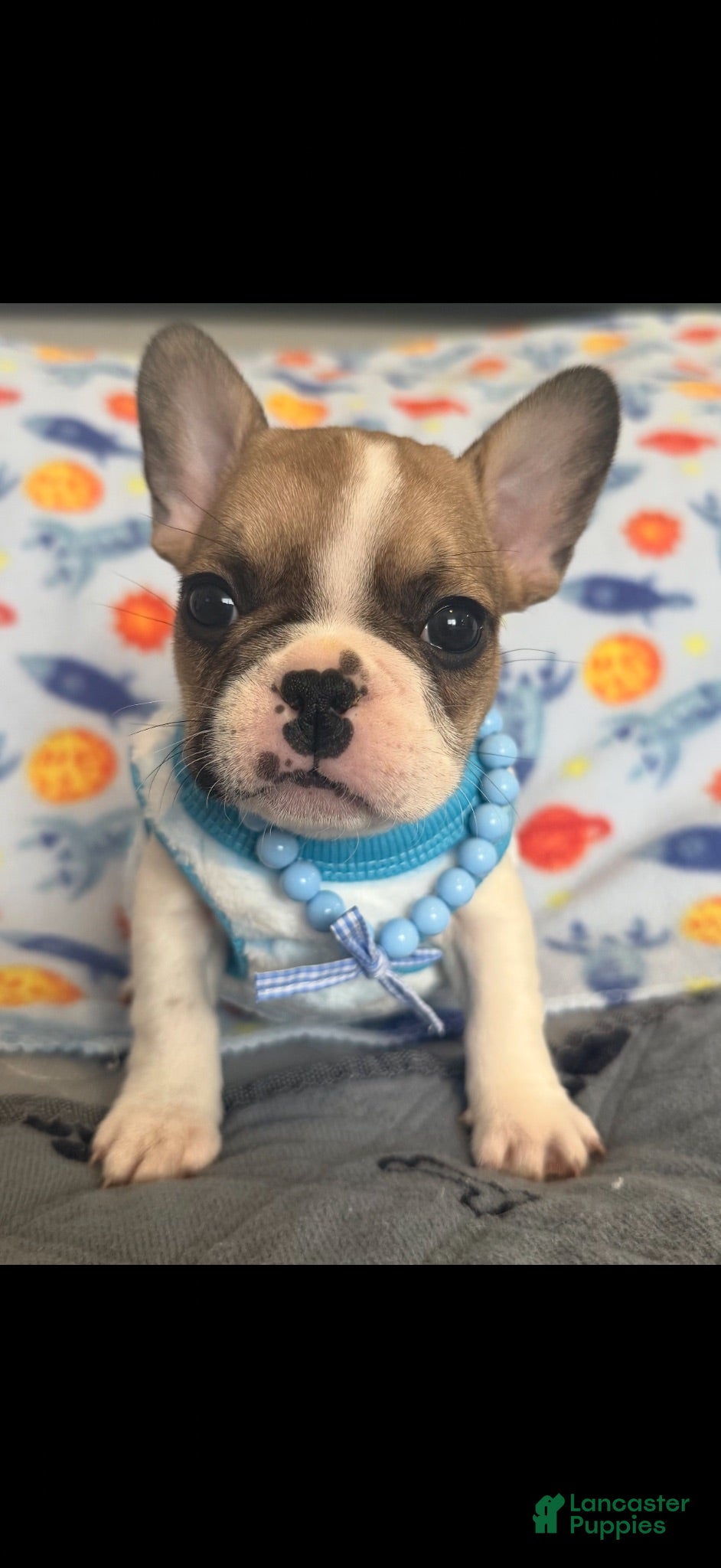 French Bulldog dogs French Bulldog 1 - Ad 1