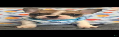 French Bulldog 1