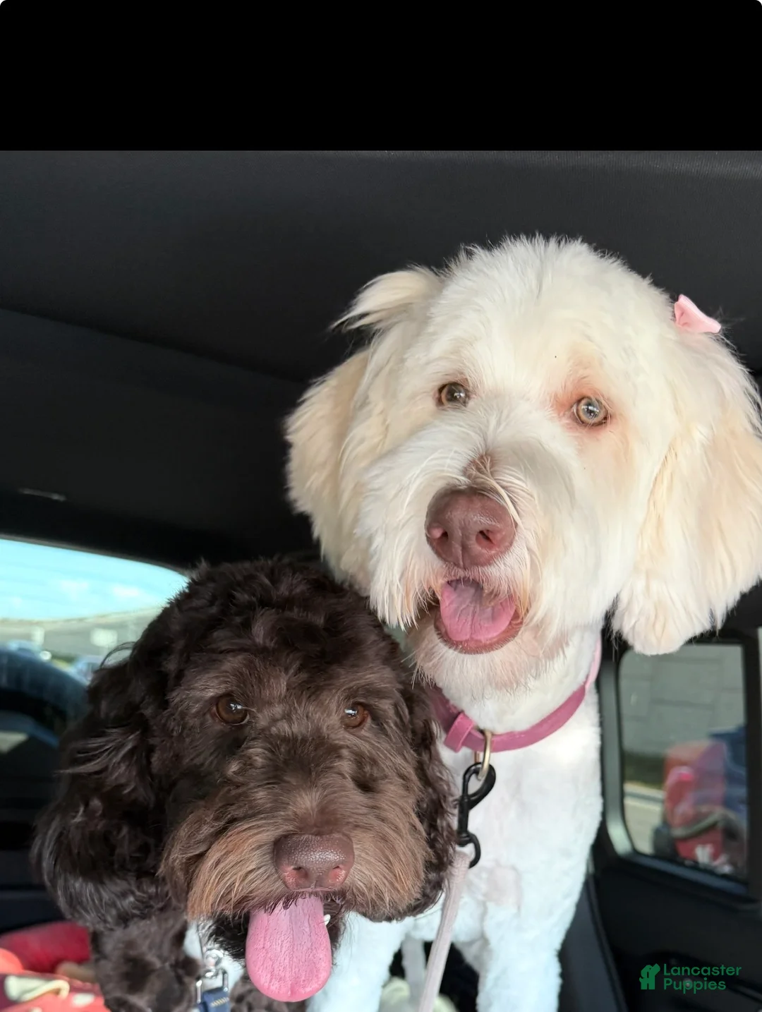 Labradoodle dogs for sale: Mila - Ad 2