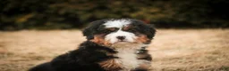 Bernedoodle dogs for sale: Pandora - Ad 10