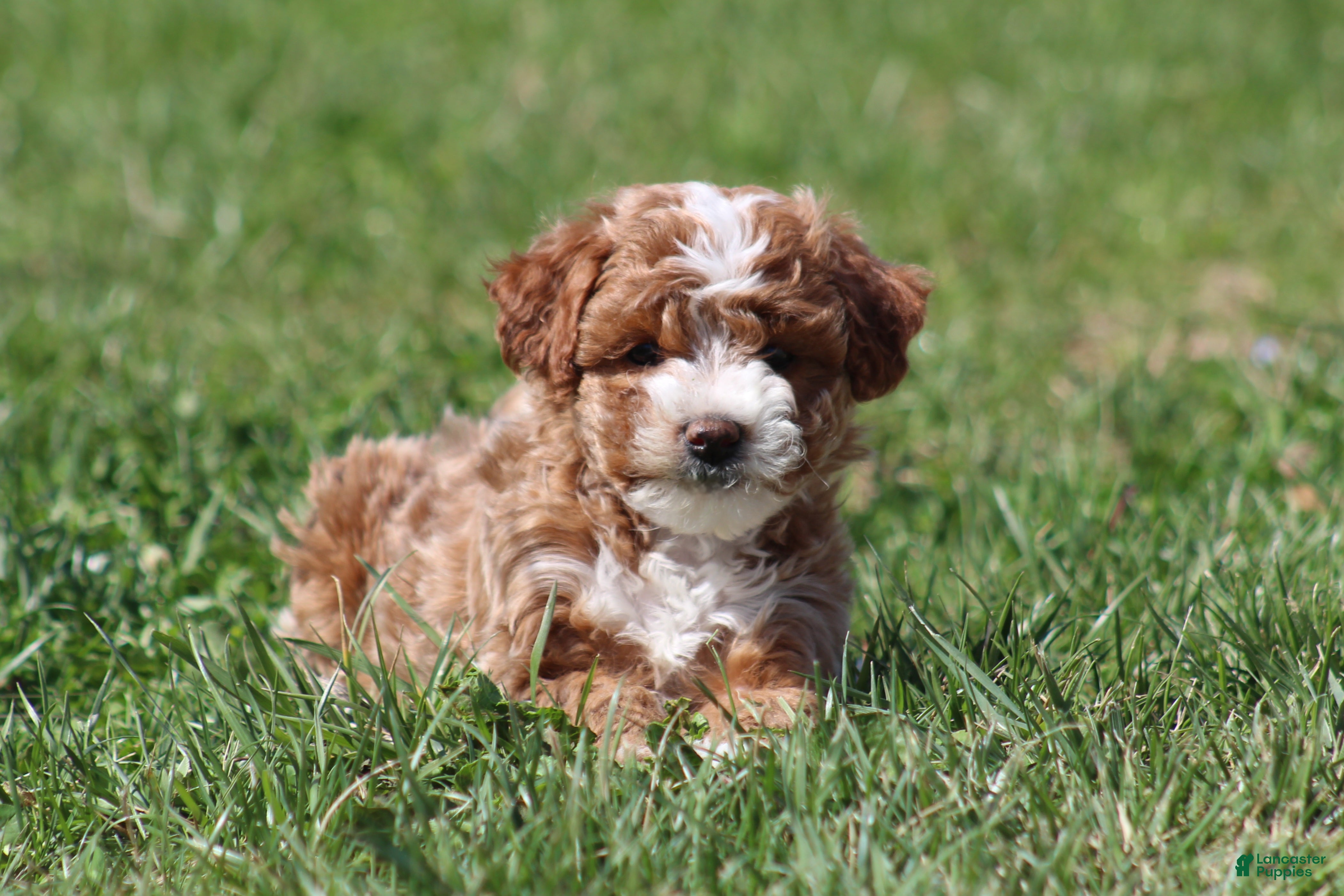 Bichpoo dogs Bailey - Ad 1