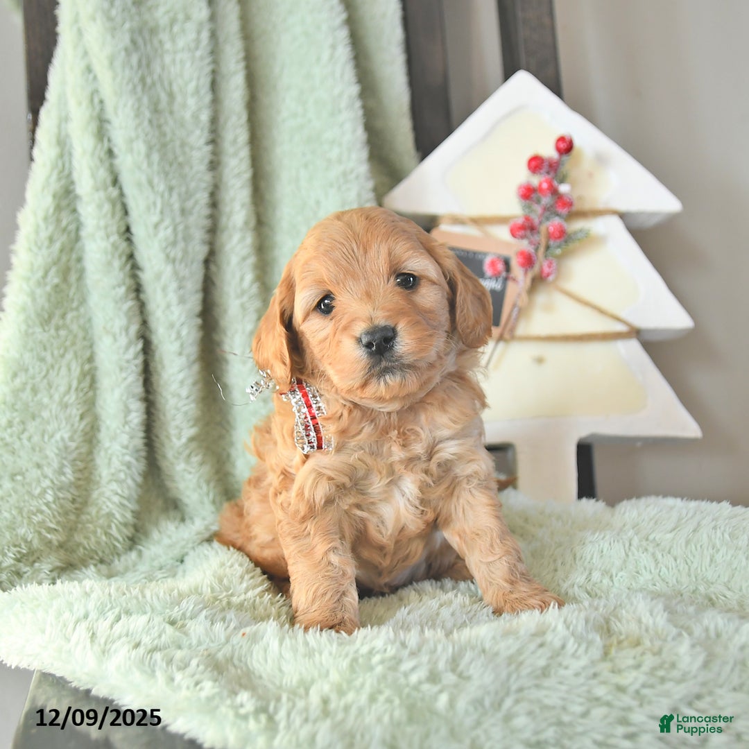 Mini Goldendoodle dogs for sale: Brooks  - Ad 4