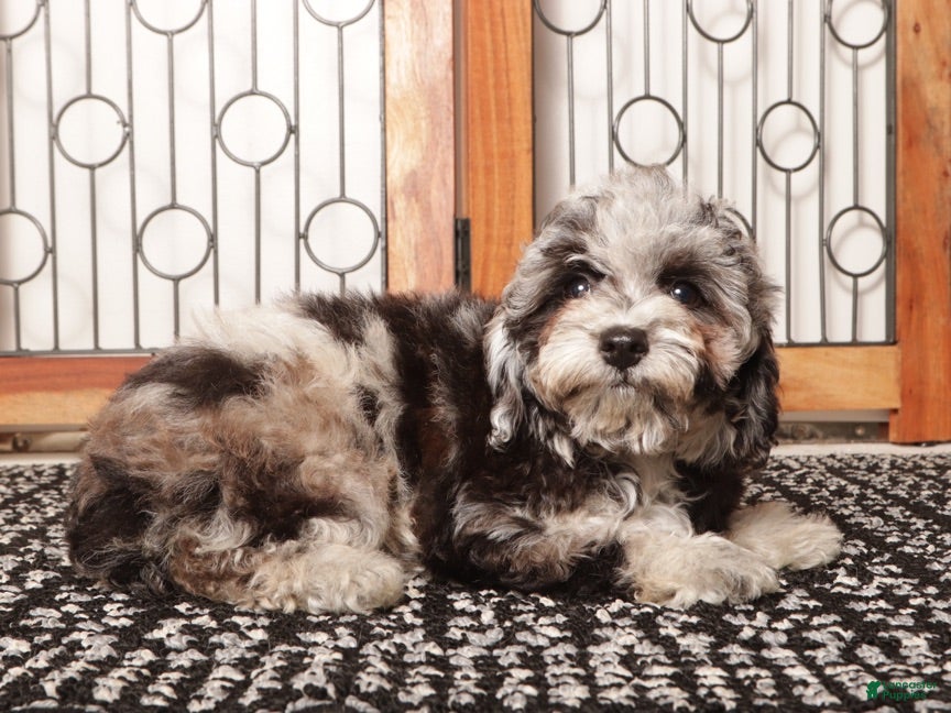 Miniature Poodle dogs Iris - Ad 1