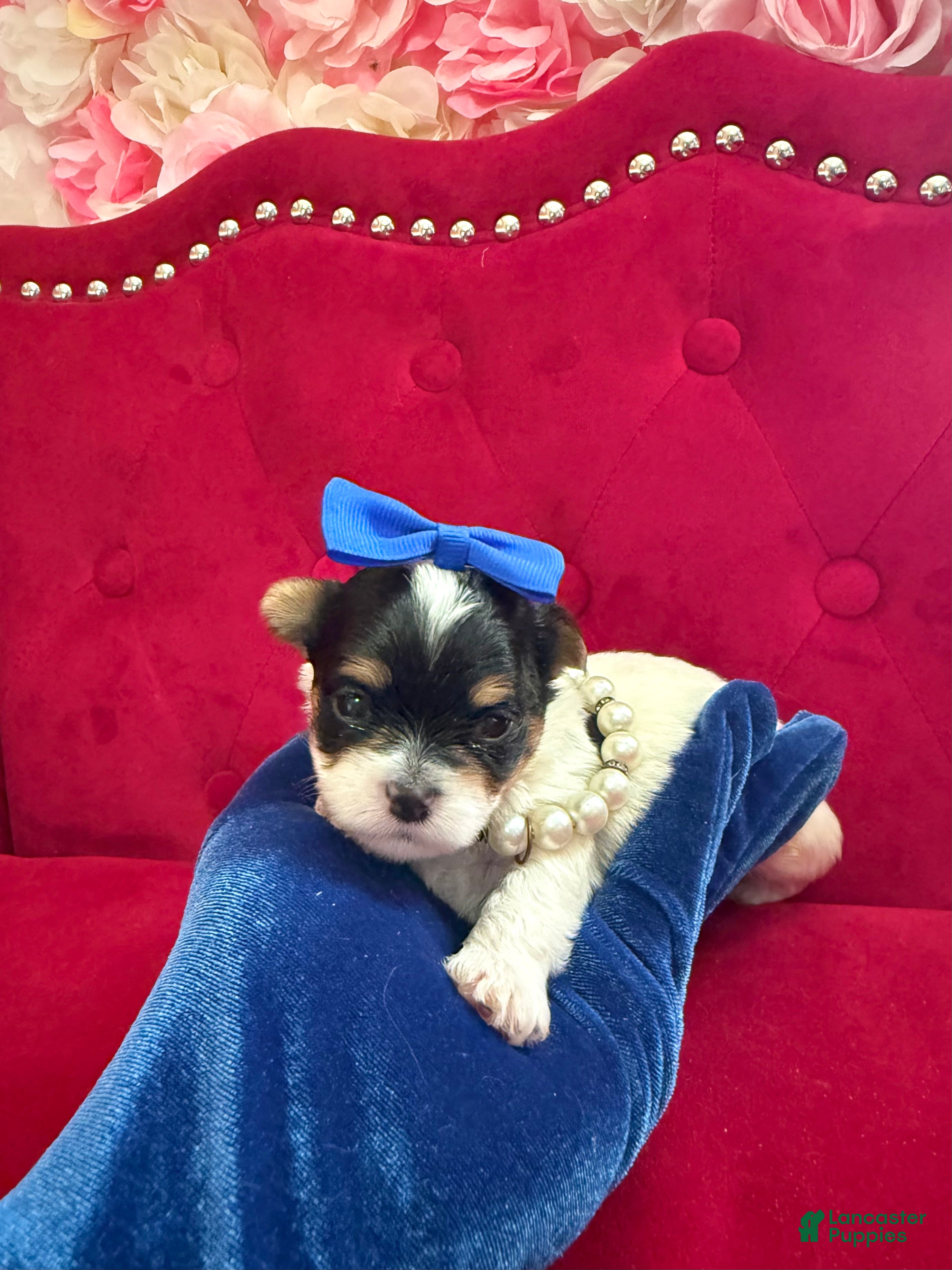 Morkie dogs Benz  - Ad 2
