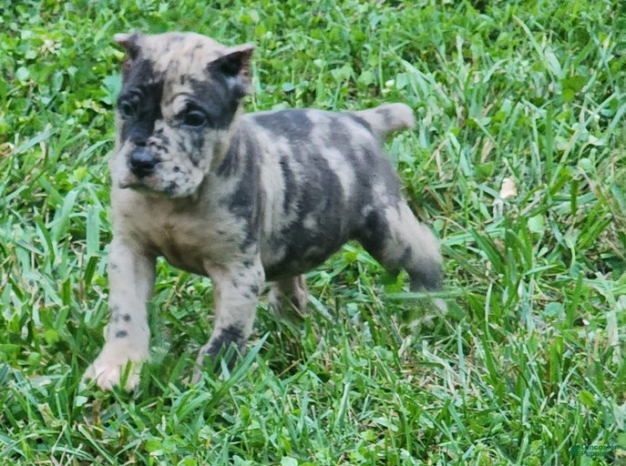 Gallery Image {{count}}