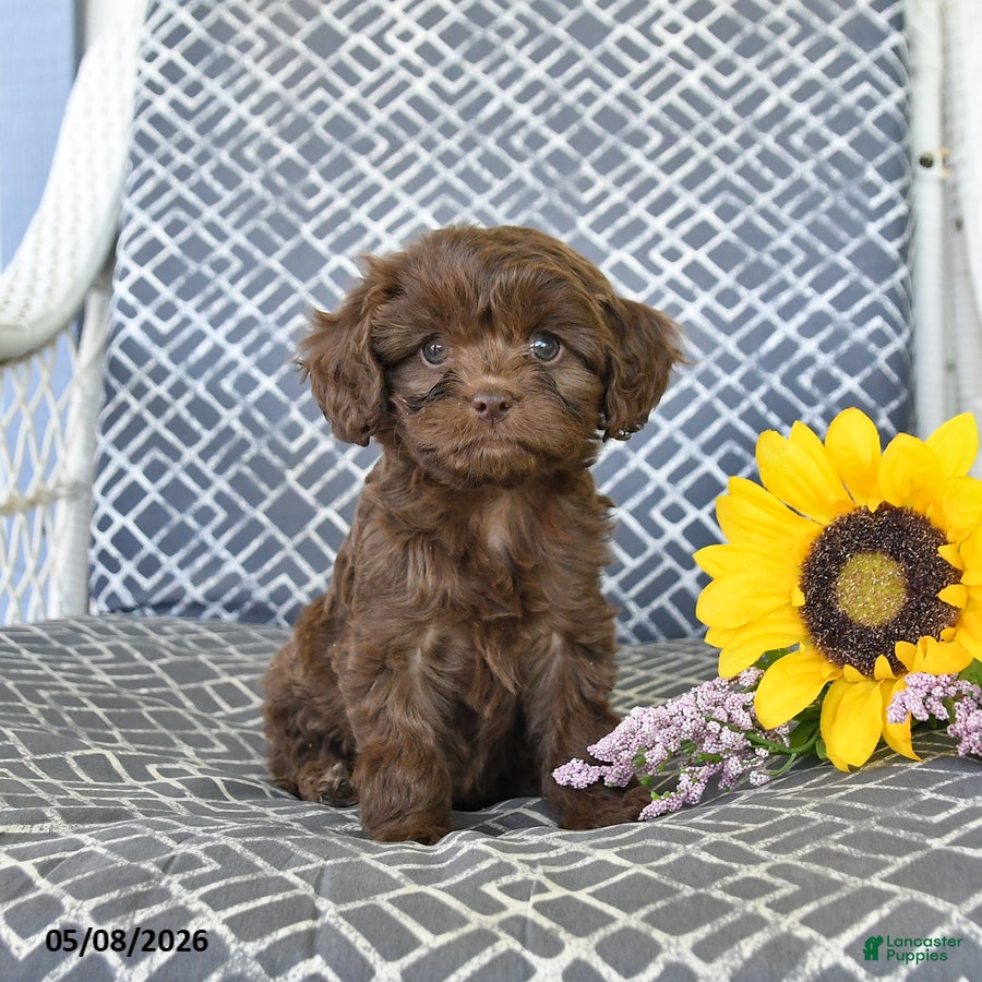 Cavapoo dogs for sale: Cocoa - Ad 1