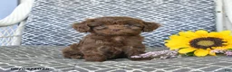Cavapoo dogs for sale: Cocoa - Ad 1