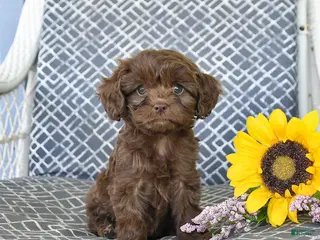 Cavapoo dogs for sale: Cocoa - Ad 1