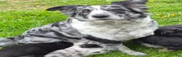 Australian Shepherd dogs for sale: Australian Shepherd Puppy 3 - Ad 6