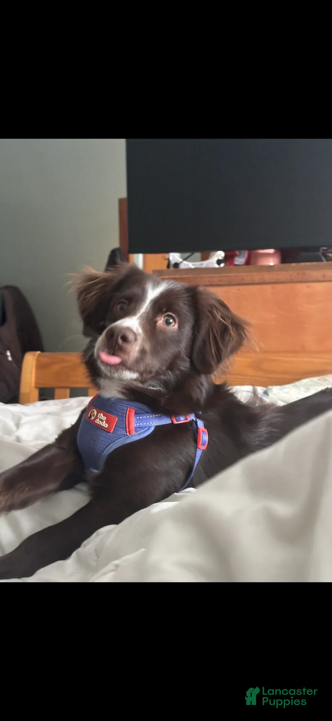 Mini Aussiedoodle dogs for stud: Freddy - Ad 2