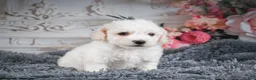 Bichon Frise dogs for sale: AKC-Freddie - Ad 7