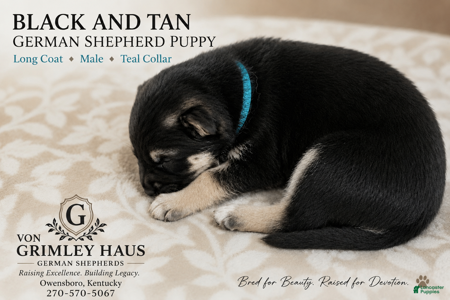 German Shepherd dogs for sale: Teal - Ad 3