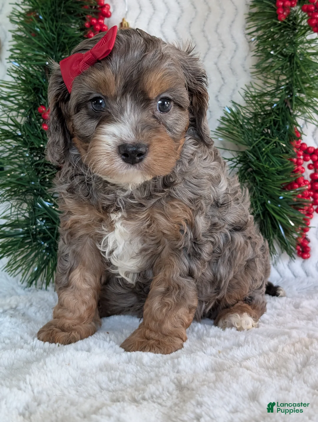 Cavapoo dogs for sale: Asher - Ad 14