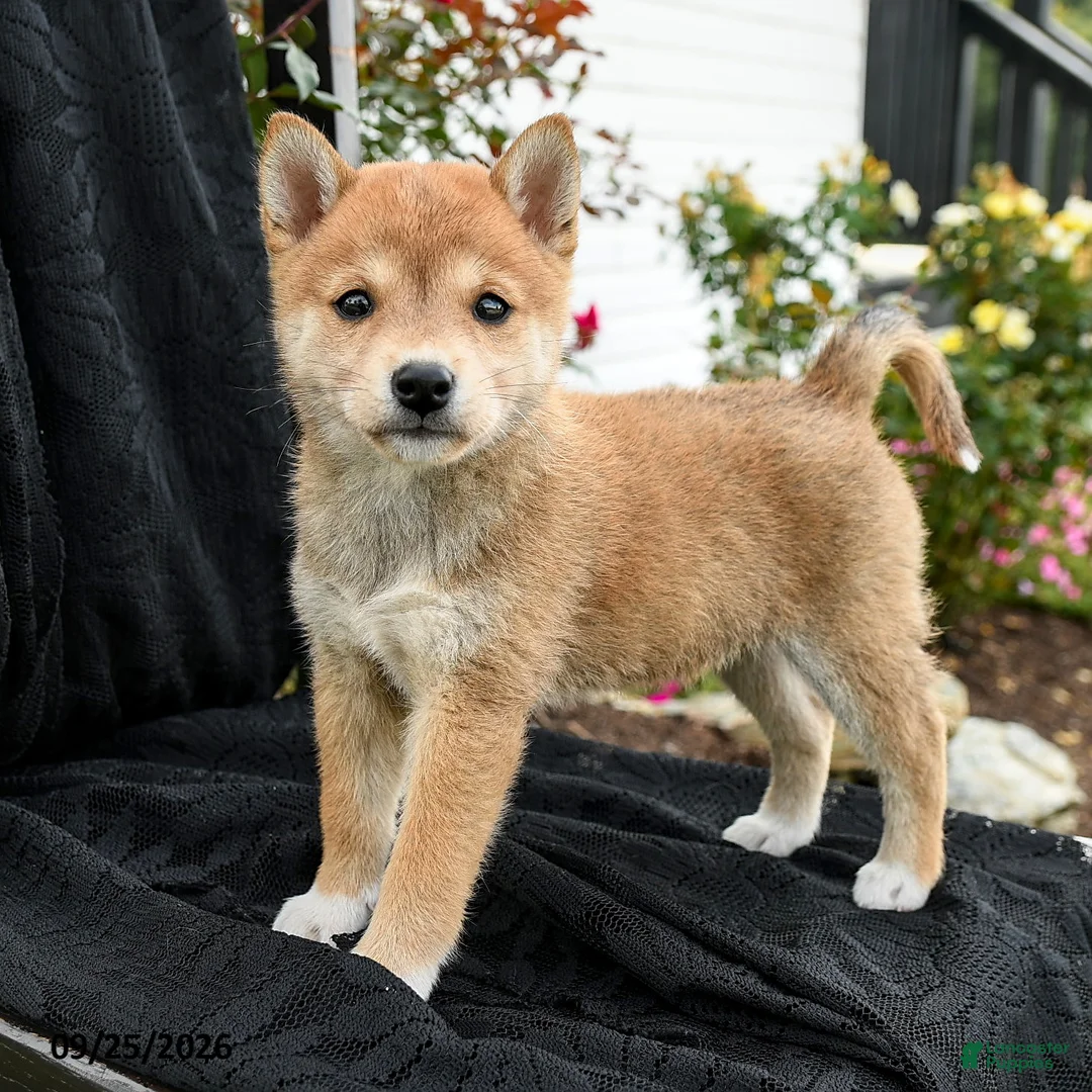 Shiba Inu dogs for sale: Hana - Ad 1