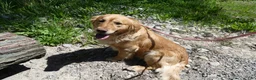 Golden Retriever dogs for sale: Golden Retriever Puppy 1 Queenie - Ad 4