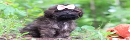 Shihpoo dogs for sale: Alice - Ad 3