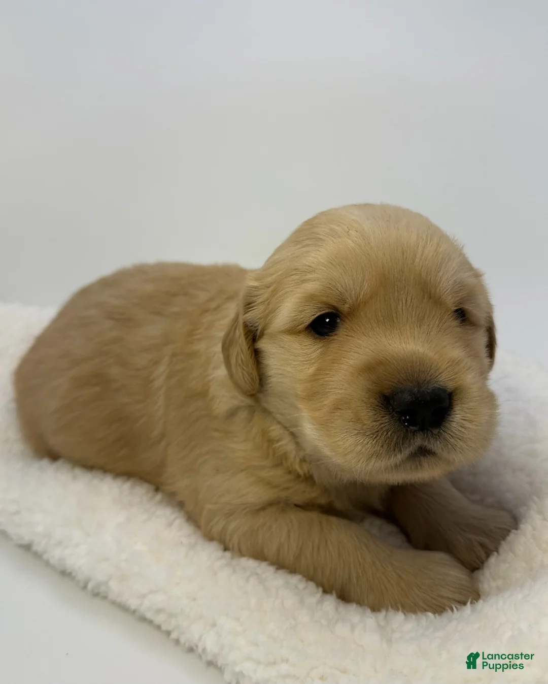 Golden Retriever dogs for sale: Boy 1 - Ad 3