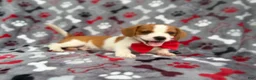Mixed Breed dogs for sale: Dallas - Ad 3