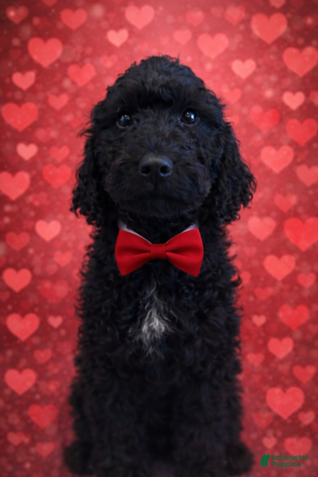 Labradoodle dogs Labradoodle Puppy 4 - Ad 8