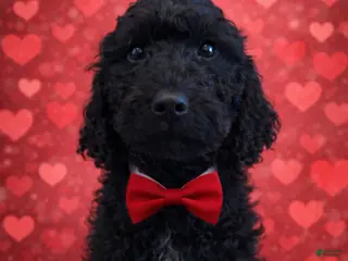 Labradoodle dogs Labradoodle Puppy 4 - Ad 8