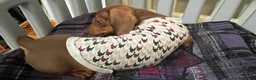 Dachshund dogs for sale: Dachshund Puppy 2 - Ad 4