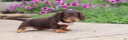 Miniature Dachshund dogs for sale: Olivia - Ad 8