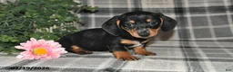 Miniature Dachshund dogs for sale: Cory - Ad 4