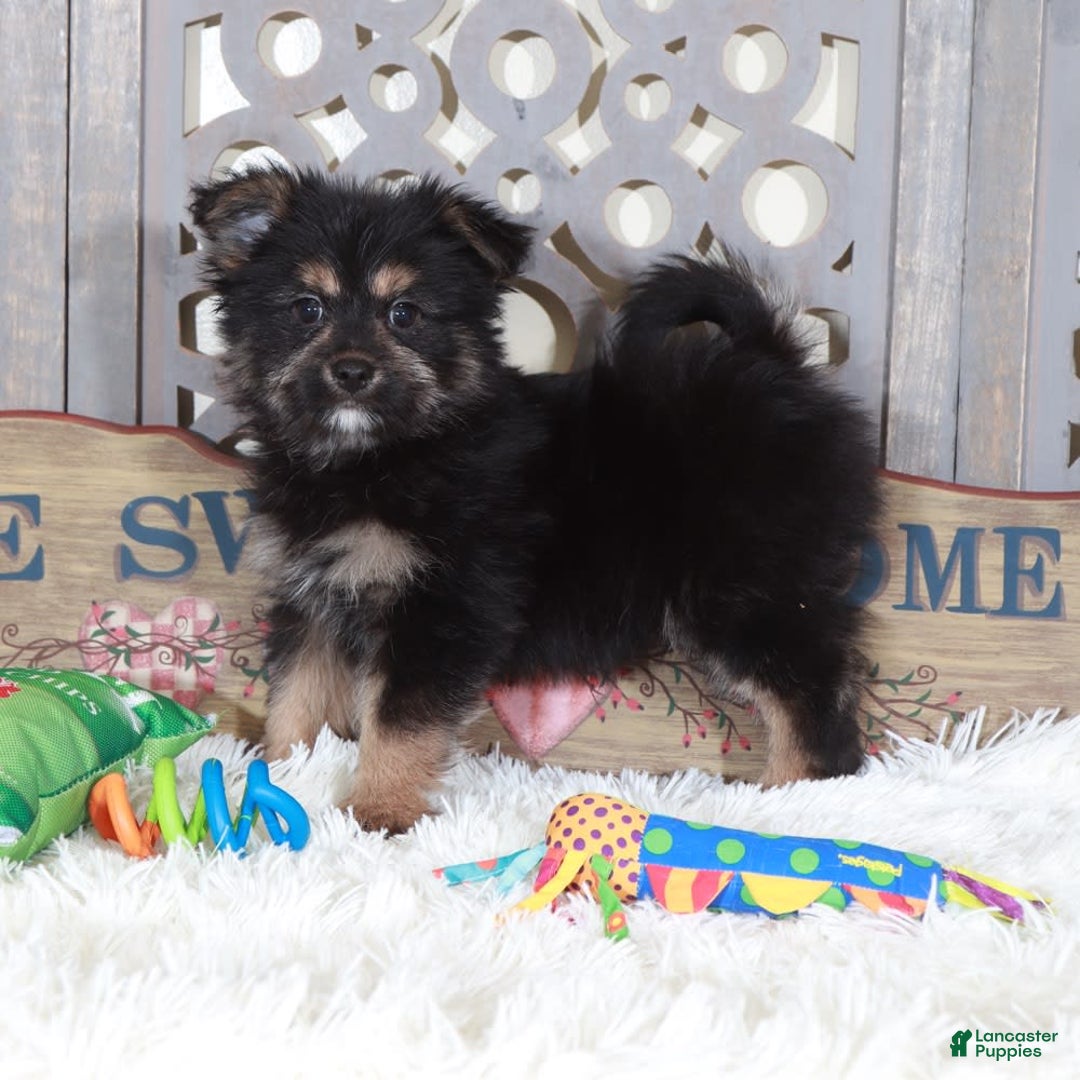 Smooth Fox Terrier Puppies For Sale In Arkansas, image size:1080x1080