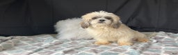 Shih Tzu dogs for sale: Tommy - Ad 6